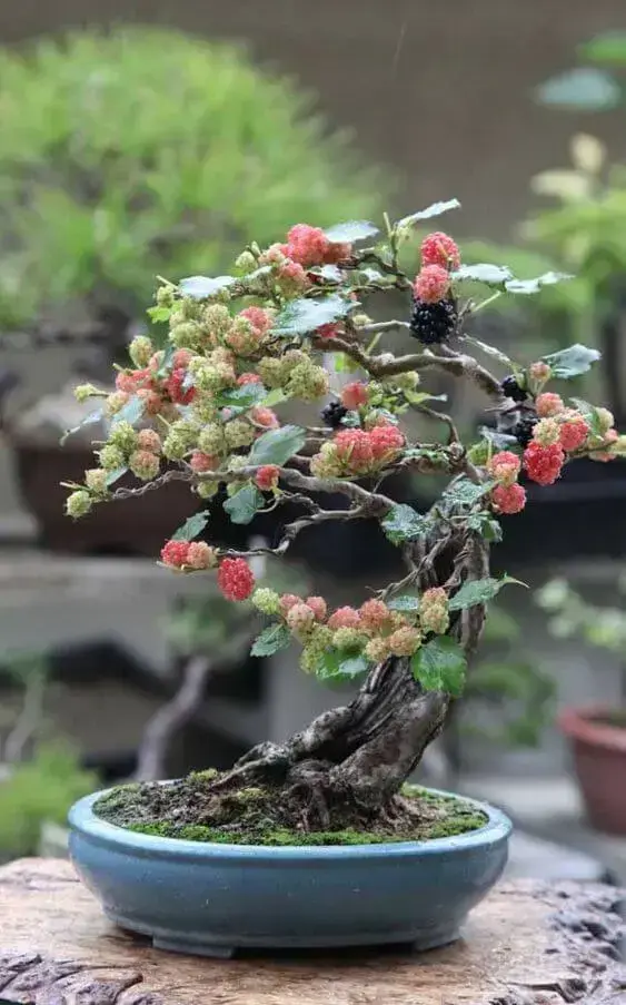 O bonsai de amora é uma das árvores frutíferas que podem ser cultivadas com essa técnica. Fonte: Decor Fácil