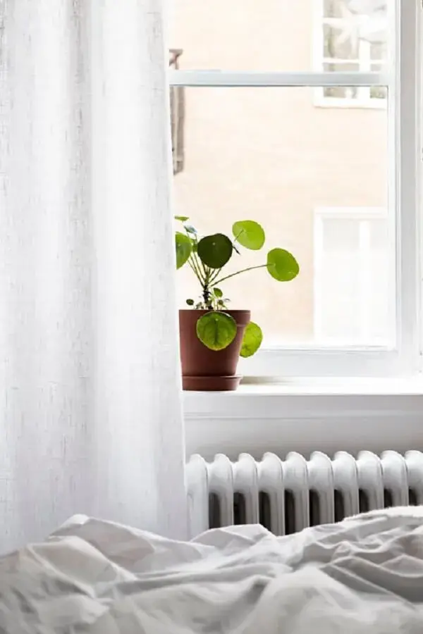 A Pilea é uma planta simples que rouba a cena na decoração. Fonte: Pinterest