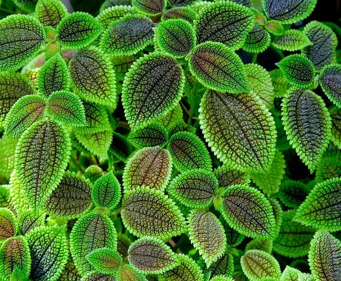 A pilea involucrata é uma planta herbácea e suculenta. Fonte: Guia de Suculentas