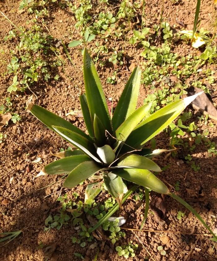 Dicas de como plantar muda de abacaxi em vasos ou direto na terra. Foto: Nathalia Inson