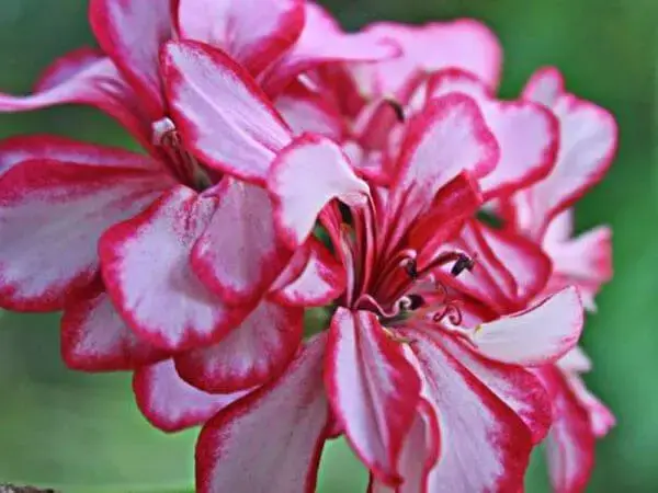 Flor gerânio cor de rosa