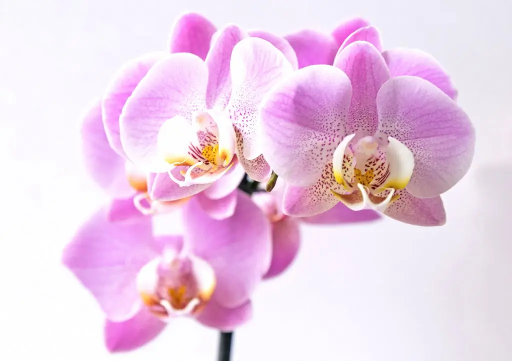 Flor orquidea pra decorar a casa com plantas aéreas