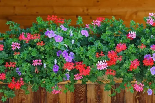 Floreira de madeira com gerânios de várias cores 