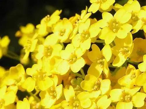 Gerânio amarelo é uma flor alegre para decorar o jardim