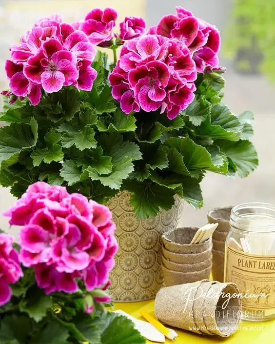 Gerânio rosa em vasos na área externa são perfeitos para alegrar o ambiente
