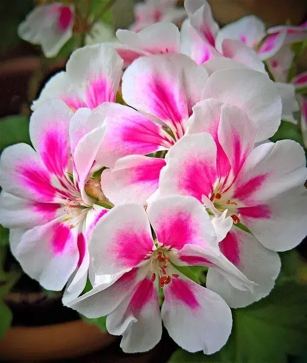 Gerânio branco e rosa para decorar os vasos no jardim