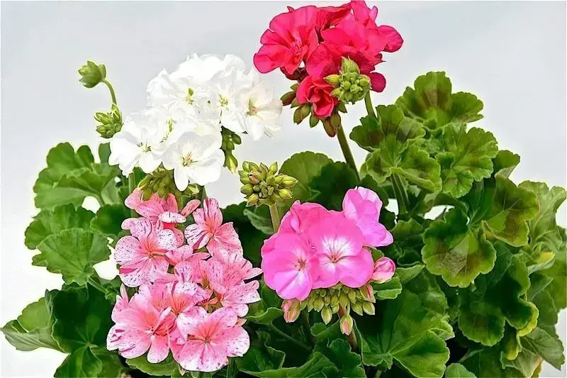 Gerânios em tons de rosa e branco são perfeitos para decorar seu jardim
