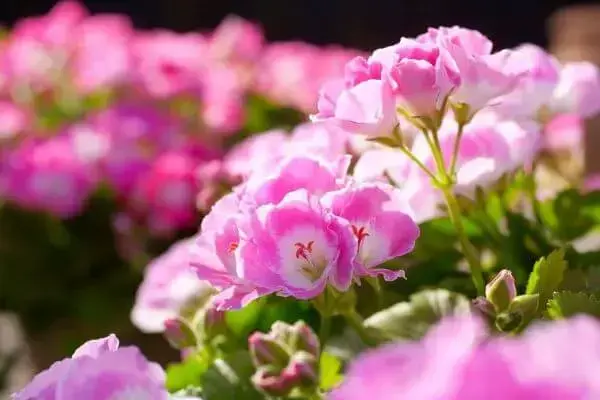 Gerânio rosa no jardim de casa pequeno e charmoso