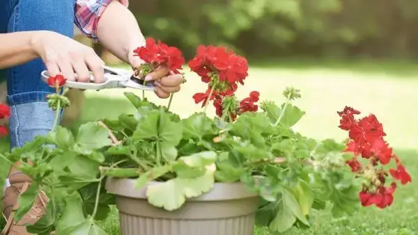 Gerânio vermelho para jardim aprenda como cuidar