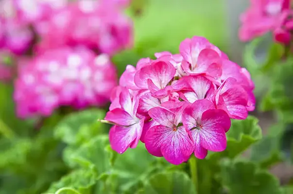 Jardim com flor de gerânio rosa