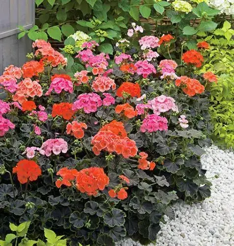 Gerânio: Como Cuidar, Tipos +48 Cores Lindas para Plantar no Seu Jardim