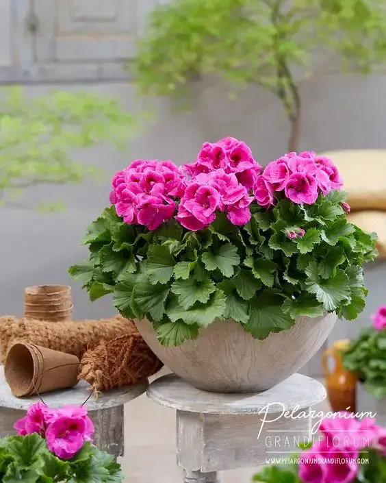 Jardim decorado com vasos de gerânio rosa