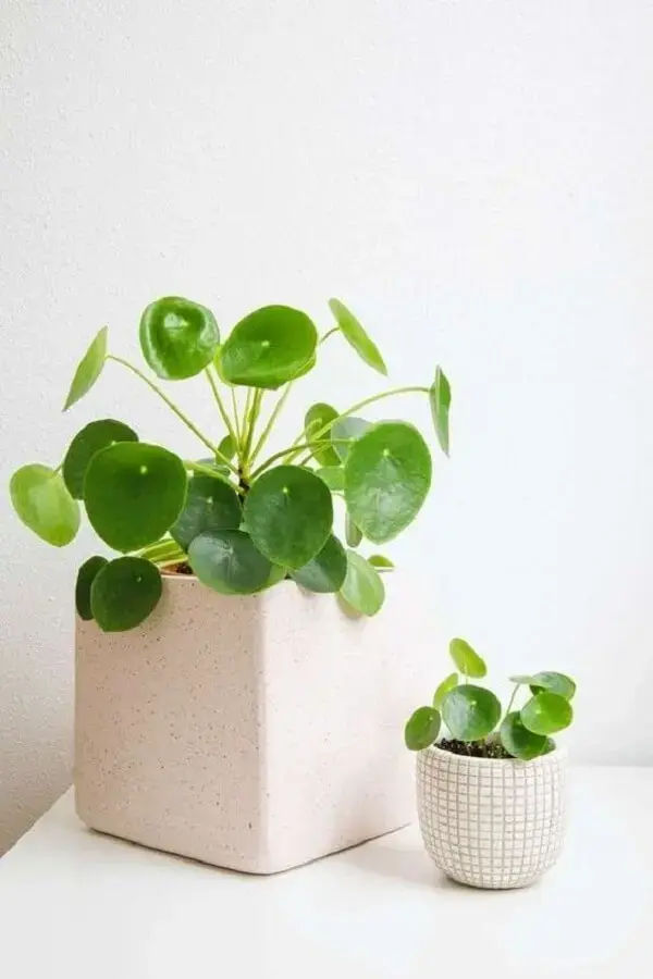 Utilize diferentes cachepôs para expor sua planta Pilea. Fonte: Pinterest