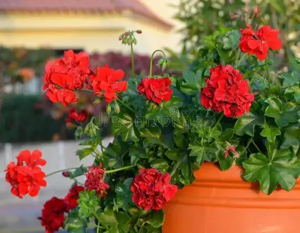Vaso de flores gerânio vermelho