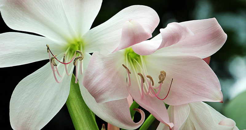 Flor amarilis branca com detalhes cor de rosa