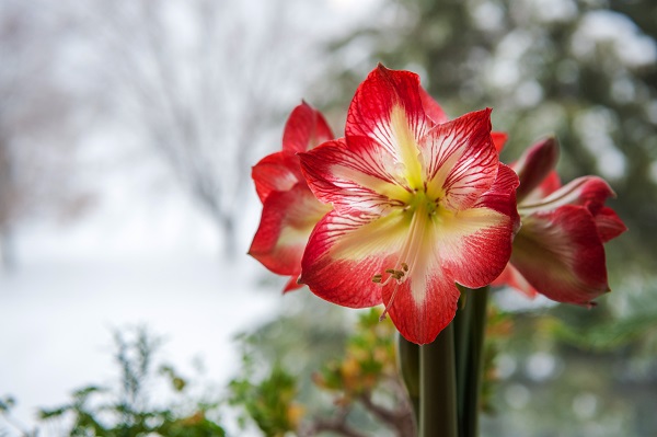 Flor branca e vermelha de amaryllis