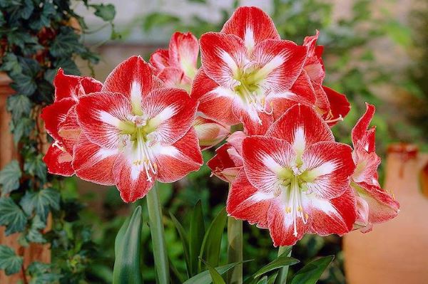 Flores amarilis em vermelho e branco