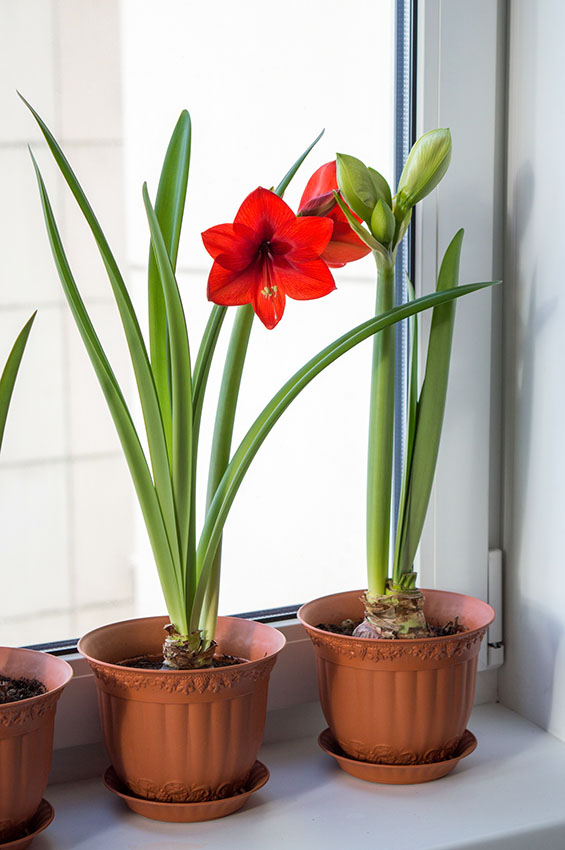 Janela decorada com vaso de flor amarilis vermelha