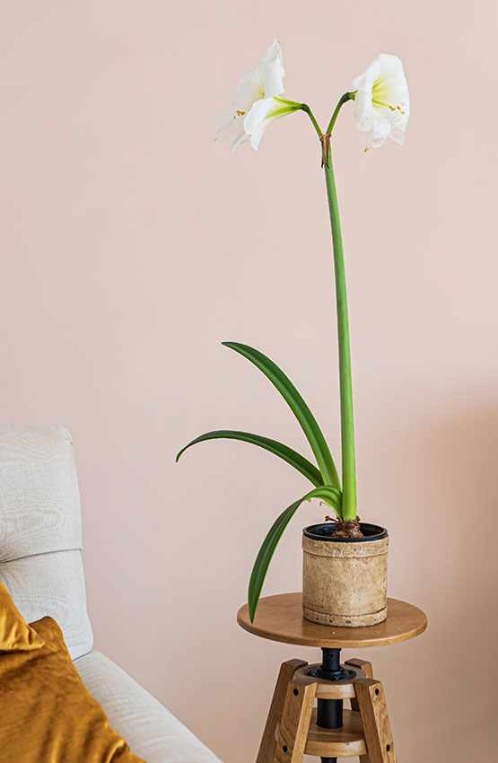 Quarto decorado com vaso de amarilis branca