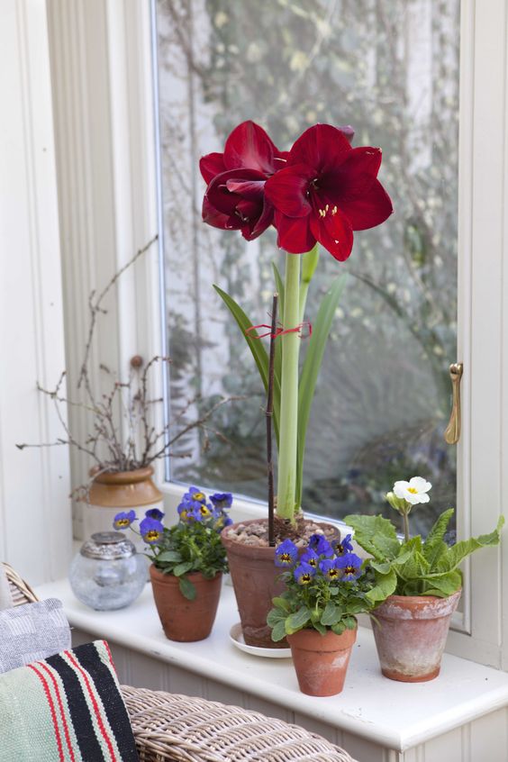 Vaso de flor vermelha na janela de casa