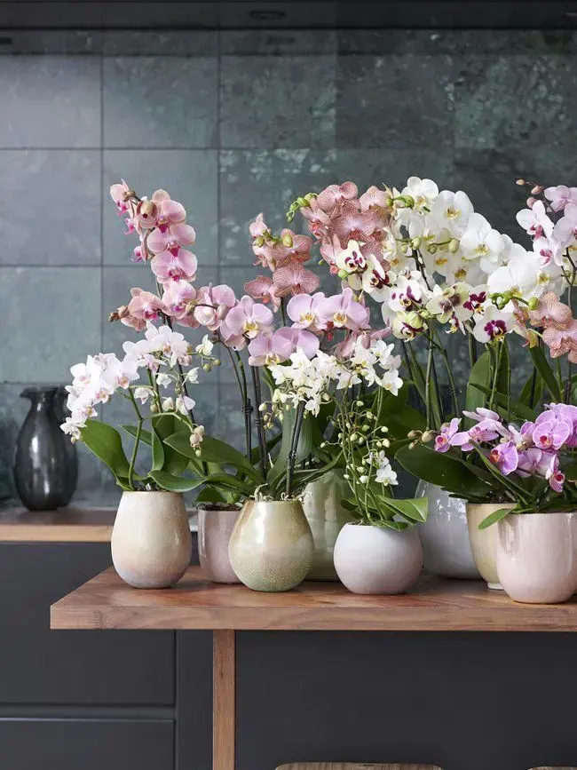Vasos de flores para decoração de sala