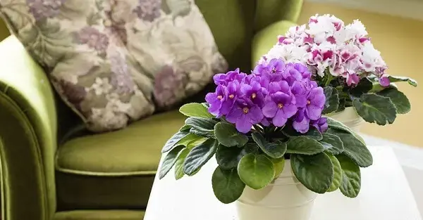 Vaso de flor violeta na sala de estar verde