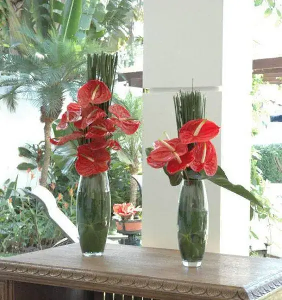 Vaso de flor para sala de antúrio vermelho