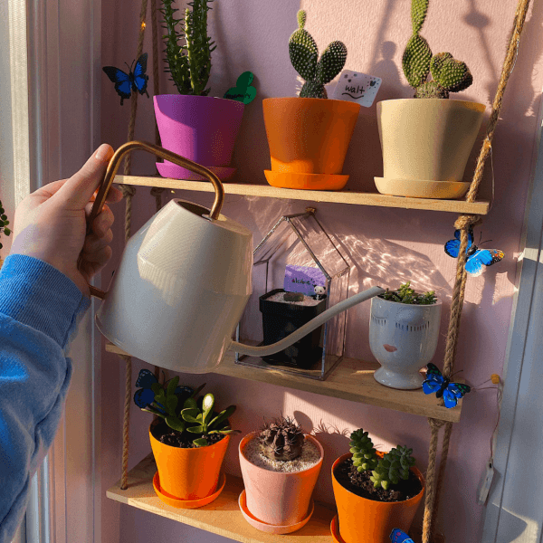 Vasos de plantas coloridas na decoração para quarto indie 