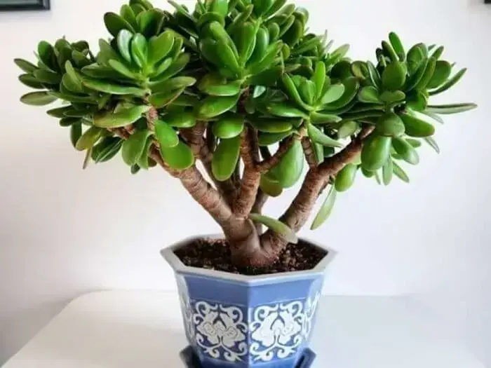 Suculentas de sombra: a Planta-jade é uma suculenta de origem africana, também conhecida como a planta da amizade. Fonte