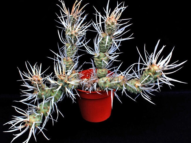Cactos e suculentas raras: Tephrocactus Articulatus. Fonte: World of Succulents