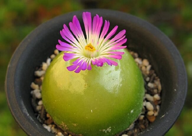Suculentas raras nomes: a Conophytum Burgeri produz uma flor roxa. Fonte: Arbico Organics