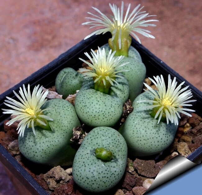 Cactos e suculentas raras: Conophytum Subglobosum. Fonte: Cactus Art