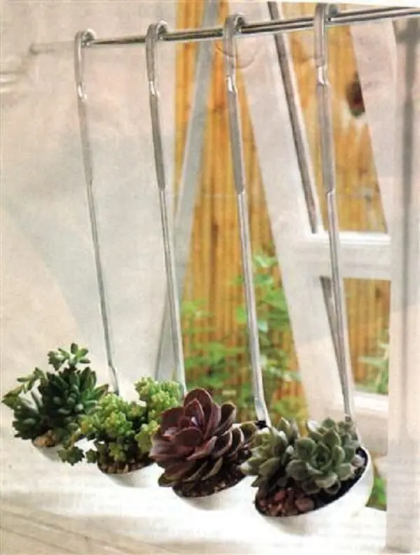 As suculentas podem ser cultivadas de forma criativa na cozinha. Fonte: Conexão Decor