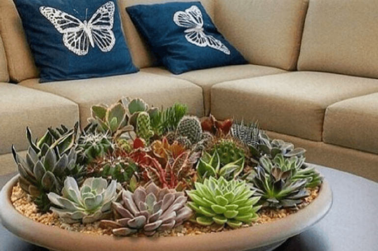 Decorar a casa com suculentas: decore a mesa de centro com essas plantas. Fonte: Casa Vogue