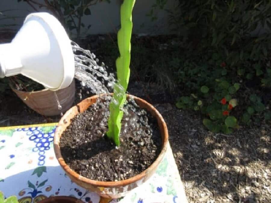 Aprenda como plantar muda de pitaya em vaso. Fonte Doce Obra