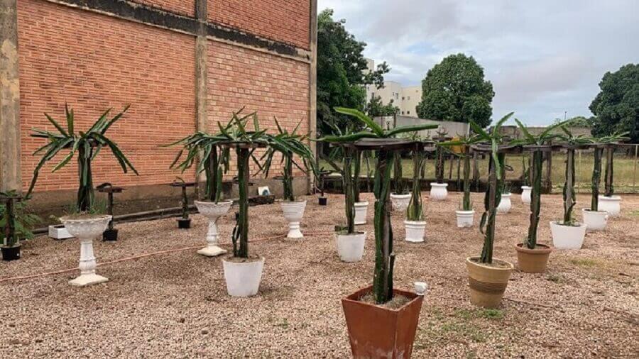 Aprenda como plantar pitaya em vaso. Fonte G1 Globo