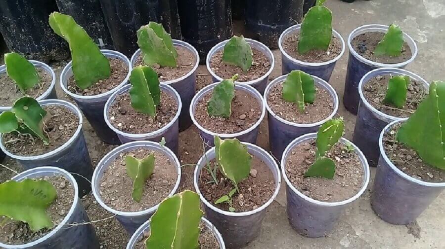 Dicas de como plantar muda de pitaya. Fonte Reinaldo Alves