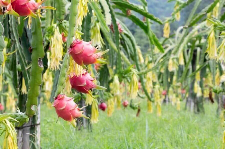 Dicas de como se planta pitaya. Fonte Blog da Plantei