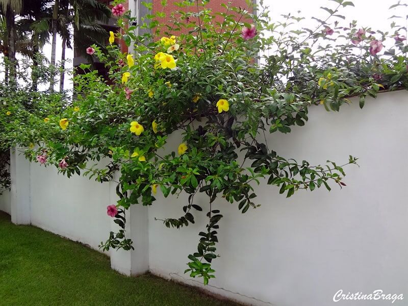 A alamanda rosa e amarela trazem cor para o muro branco. Fonte: Cristina Braga
