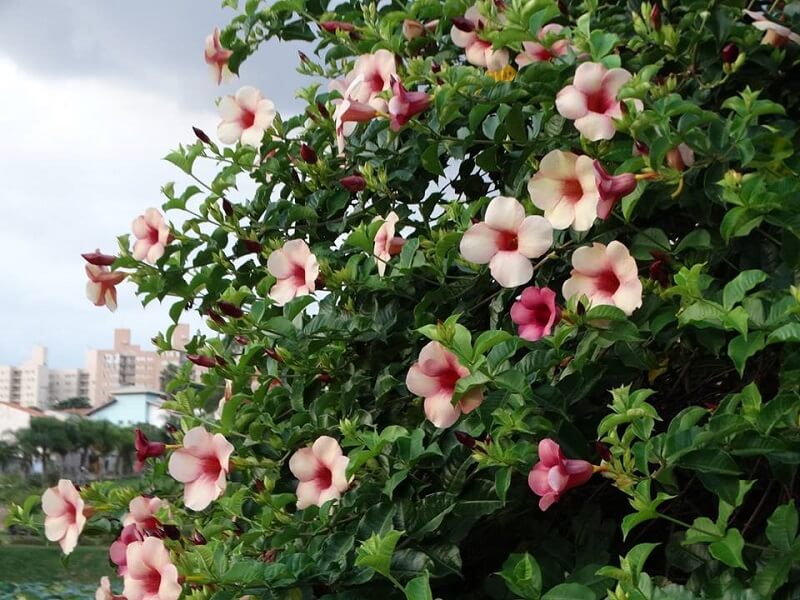 A alamanda rosa traz um toque especial para o seu jardim. Fonte: Meu Cantinho Verde