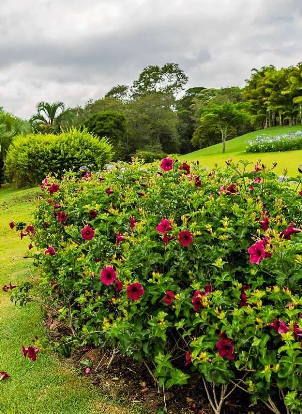 A alamanda roxa decora o canteiro do jardim. Fonte: Casa e Jardim