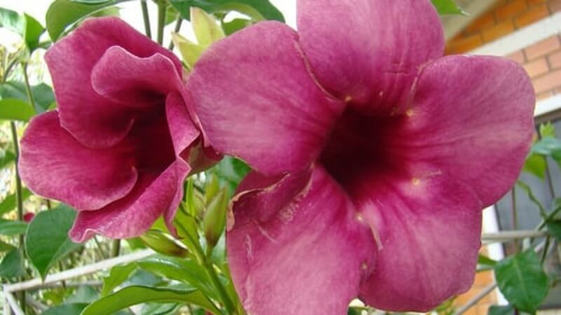 Alamanda rosa. Fonte: Blog das Flores