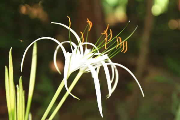 Aprenda como cultivar a flor lírio aranha branco no jardim de casa