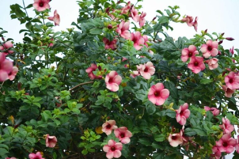 A alamanda rosa traz alegria para o jardim. Fonte: Blog das Flores