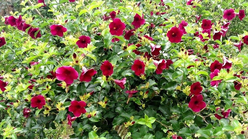 Cultive alamanda vermelha no seu jardim. Fonte: Guia das Suculentas