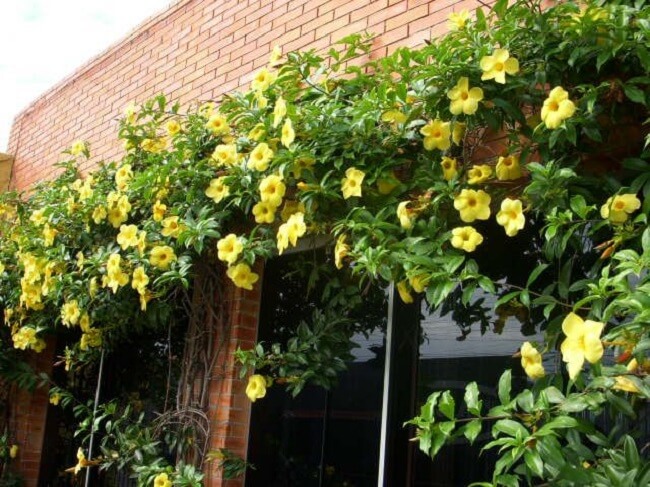 Decore a fachada do imóvel com flor alamanda amarela. Fonte: Mundo Ecologia