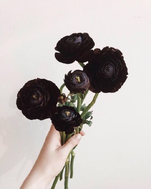 Flor preta para decoração de casa