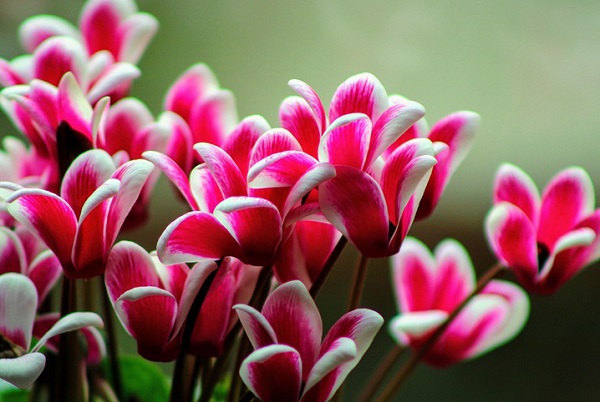Flores coloridas do tipo cyclamen