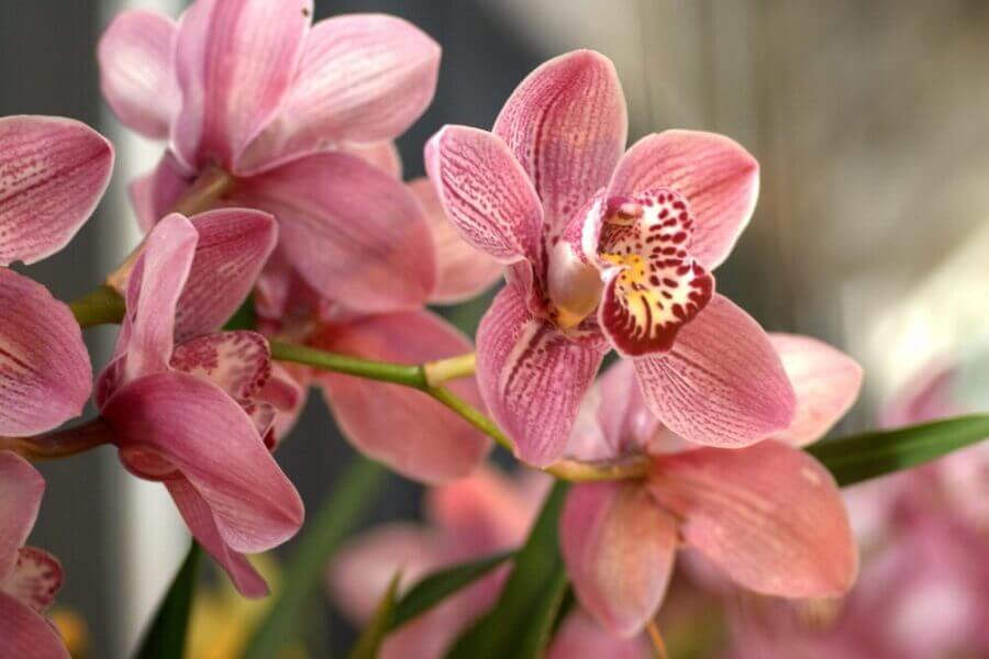  Flores na varanda decorada com orquídeas Foto A Lavoura