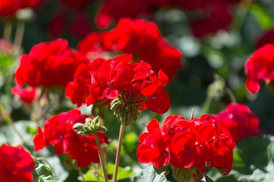 Flores para varanda com gerânio vermelho Foto Gardening Know How